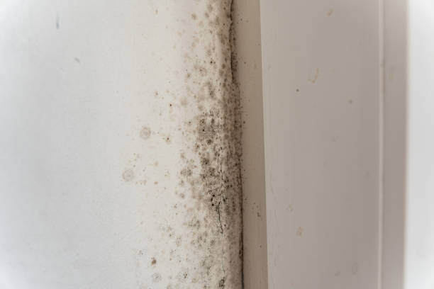 Best Mold-Related Health Consultation  in Fairdale, PA