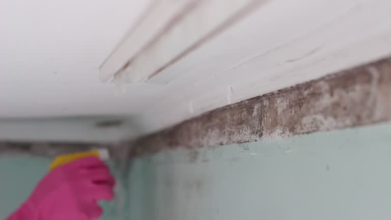 Best Asbestos and Lead Testing During Mold Inspection  in Fairdale, PA